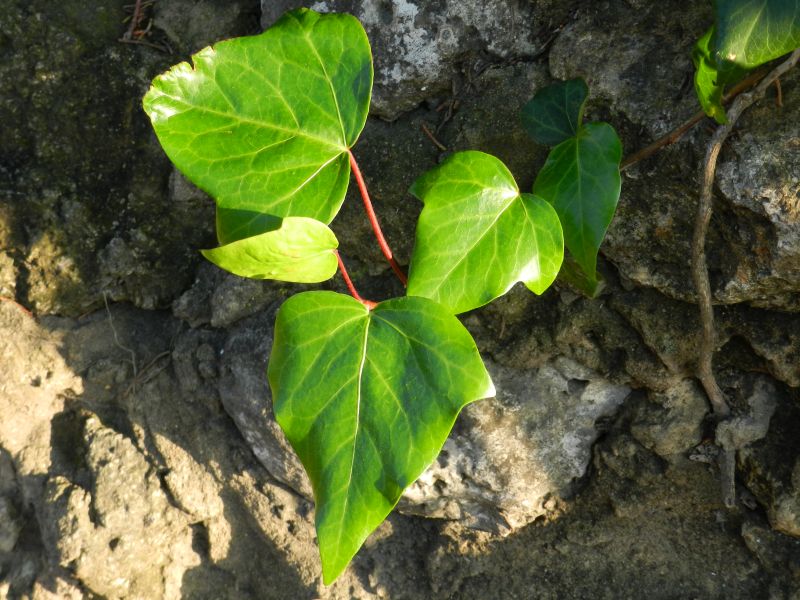 Hedera helix